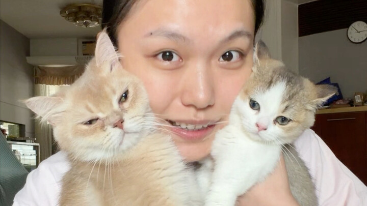 Mukbang kucing kecil hadir lagi! Meluruskan kabar salah! Kaki Bangbang tidak ikut-ikutan!