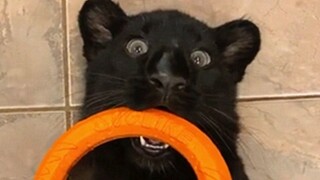 เสือดาวที่น่ากลัว