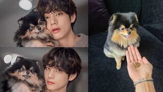 V (bts) và yeontan -  thú cưng của idol kpop