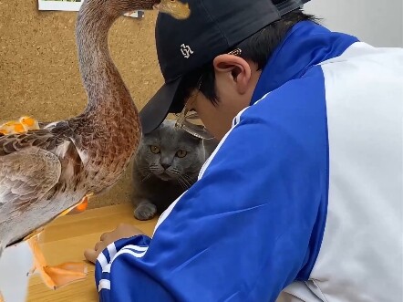 The Growing-Up Tales of Cat-Lover Xiao Chuan