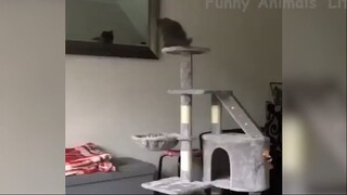 Những con người ngốc nghếch nhất hành tinh #77