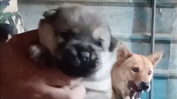 ลูกหมาตัวเดียวของต้าหวงน่ารักสุดๆ จนอดเล่นกับมันวันละหลายรอบไม่ได้!