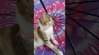 Telur Naga #shorts #comedy #komedi #funny #lucu #cat #kucing #kucinglucu