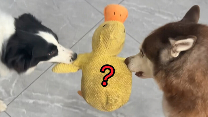 Si Husky ingin bermain dengan mainan si Border Collie, tetapi dia tidak bisa mendapatkannya dan hamp