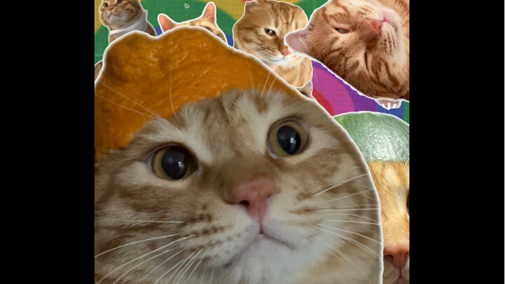 بناءً على طلب المعجبين، ها هو القط غوآبي!