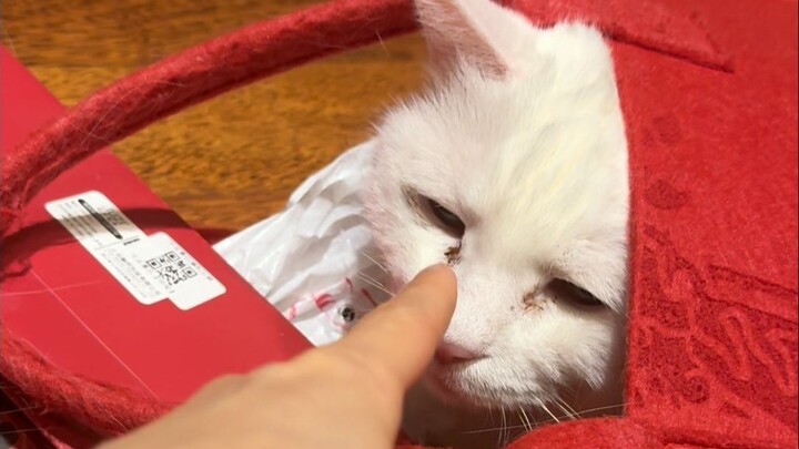 Growing up in a bag, meow!!!