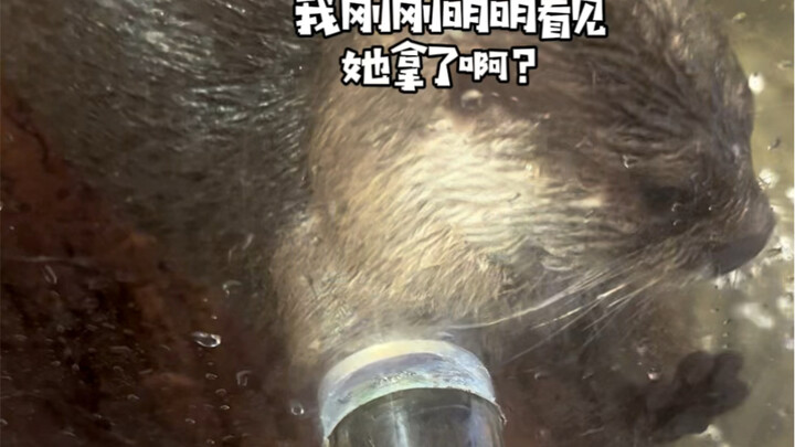 Let me show you a trick: catching an otter with my bare hands!