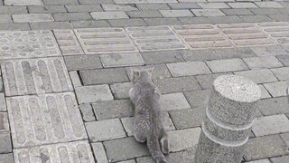 Are domestic cats all this timid when they're outdoors?