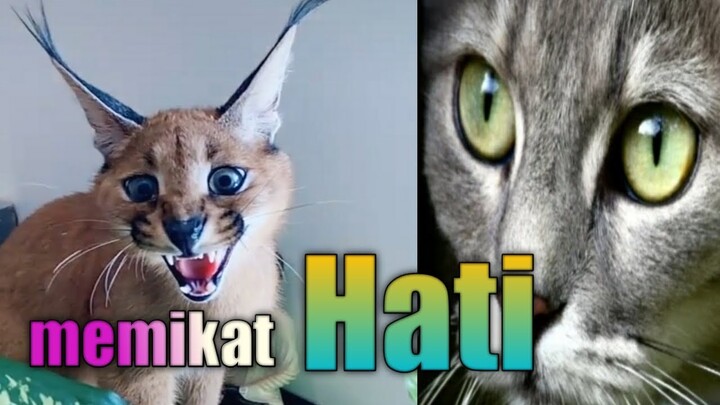 Kucing bar bar lucu sangat memikat hati😱 funny cats