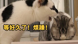 猫咪是一种会排队，却又不会耐心排队的生物。