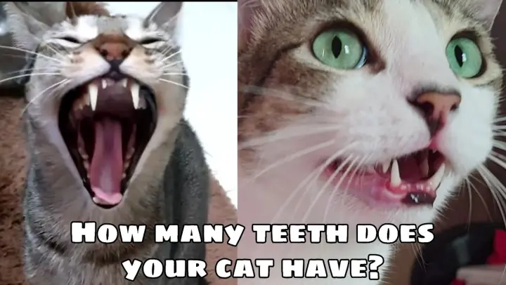 9 Interesting Facts About Cat Teeth | How many teeth does your cat have?