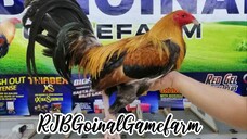 GOLDENBOY SWEATER @ TERNATE COCKPIT ARENA (10/21/23) #RJBGoinalGamefarm #TeamRJB