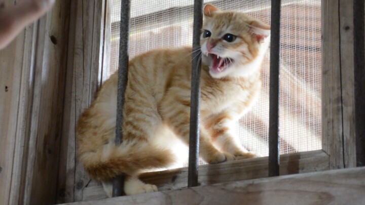 I’ve been fostering this stray little orange pig for three months now. Because it’s so cute, it thin