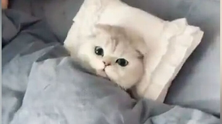 Cat: “Could you turn off the light for me, thanks? I’m going to bed…”