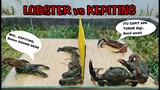 KEPITING VS LOBSTER [EPIC BATTLE]
