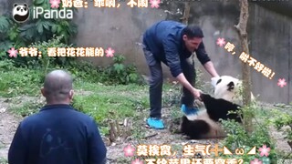 Hewan buas berubah wujud! Bunga raja yang pemarah karena belum puas makan apel dan langsung menampar