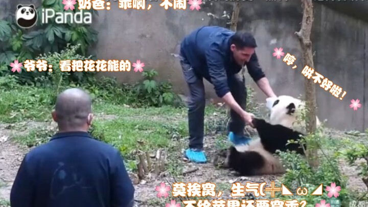 Fierce beast transformation! The irritable queen bee who, unsatisfied with just one apple, angrily s