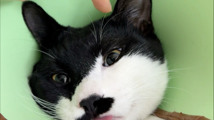 تهانينا! لقد حظيت بحياة قطط مثالية ومستقرة!