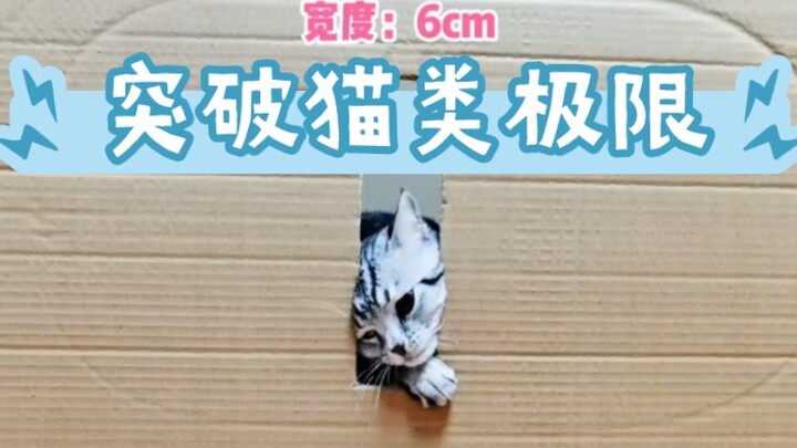 แมวเหลว ที-1000 หุ่นยนต์จักรกลรูปแมว