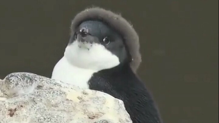 In case you've never seen these hilarious moments of animals shedding their fur