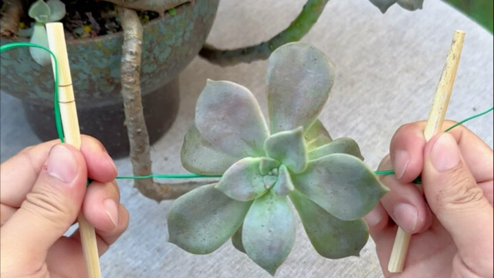 Summer Succulent Care Tips