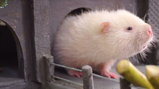 Làm Nhà Cho Con Dúi Trắng Đặc Biệt _ Đôi Đũa Tre