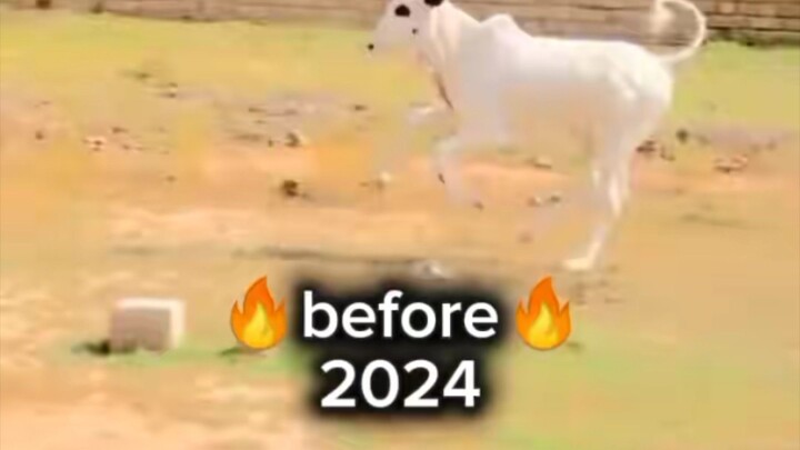 Athra Fatehjhangi Bull