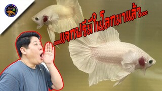 แจกปลากัดฟรีกิจกรรมของฟรีมีในโลกมาแล้วนะครับสไตล์korattv