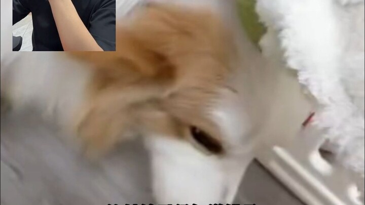 Pan Hong Pleads for the Dog: “Let Him Go—Do Me This One Favor!”