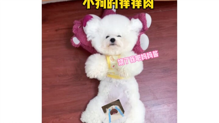 ฉันเจอจุดจั๊กจี้ของน้องหมาแล้ว ที่แท้เจ้าตูบก็กลัวจั๊กจี้จริงๆ นะ!