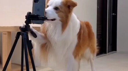 Take a look at how they train #BorderCollie #DancingWithDogs