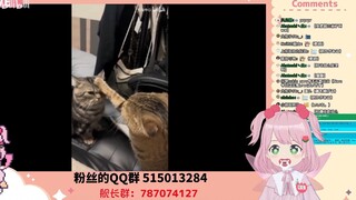 日本妖精看《“虽然我是猫猫，但是我有礼貌！！”》