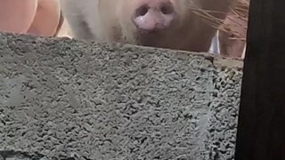Oh, shivering little pig