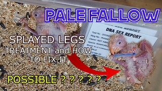 SPLAY LEGS TREATMENT and HOW TO FIX IT | PALE FALLOW chick na Splay Legs makarecover pa kaya?