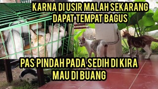 Momen Haru Saat Kucing-Kucing Cats Lovers Tv Yang Di Usir Menempati Rumah Baru Pertama untuk Kalinya