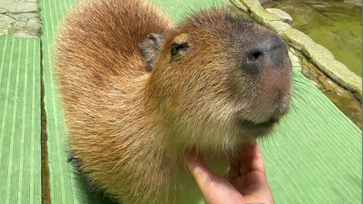 [Capybara] This damn massage technique is irresistible—I just can’t resist it!