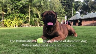 Bullmastiff dog breeds. At the Greatbull Villa Kennel.