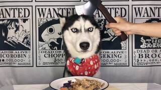 Động vật|Husky mukbang.