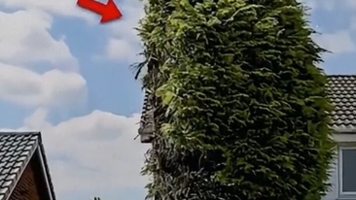 ตัดต้นไม้ของเพื่อนบ้านจนเหลือครึ่งเดียว