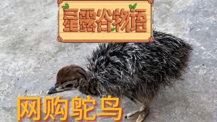 Bought an ostrich chick online—turns out it loves eating garbage [Real-Life Stardew Valley]