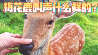 Oh, the gentle sound of deer calling! The long-awaited call of the sika deer is finally here!