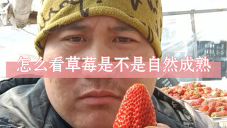 Northeastern Morning Market Potato Bro reveals tips for choosing 99 strawberries at the morning mark