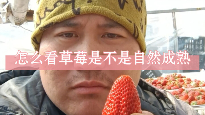 东北早市土豆哥揭秘：早市99草莓挑选大法，让你一次买到香甜可口的纯丹东久久草莓！挑菜小妙招！红颜草莓和99草莓的区别，怎么看草莓有没有膨大剂！