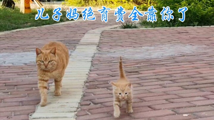 顺拐猫妈教孩子走猫步大型翻车现场，两顺拐一路颠着过来的。