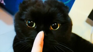 As a biting kitten, you are already cute!
