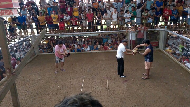 Boston Roundhead in action🔥