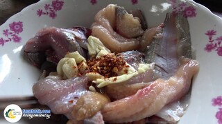 Câu Cá Rô Tìm Kiếm '' SINH VẬT LẠ'' | Hội Ngộ Miền Tây - Tập 176