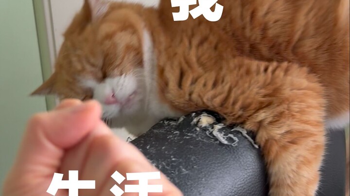 A cat who can bend and stretch is a good cat! (Follow-up to when a famous female cat star’s paw got 