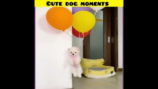 Cute dog moments | Part-194| funny dog videos in Bengali| #shorts #shortvideo #funny