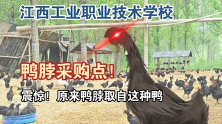 “就是鸭脖！就是鸭脖！”